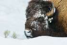 Bison foraging in the deep winter snow of the Rocky Mountains Art Print